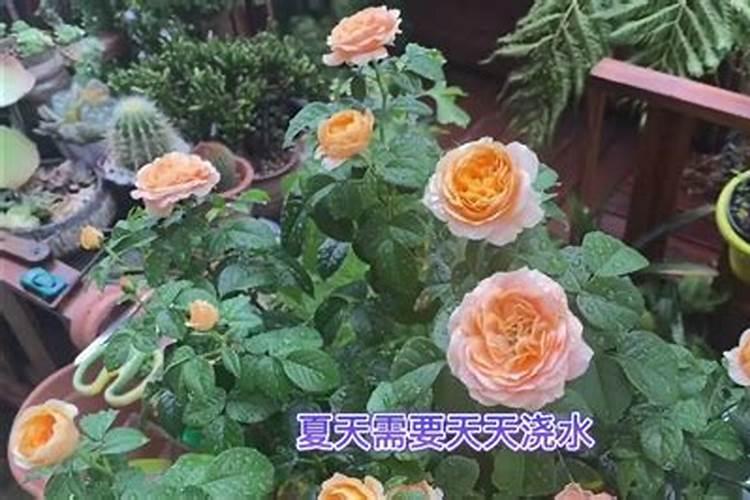 月季夏季施肥时间和方法