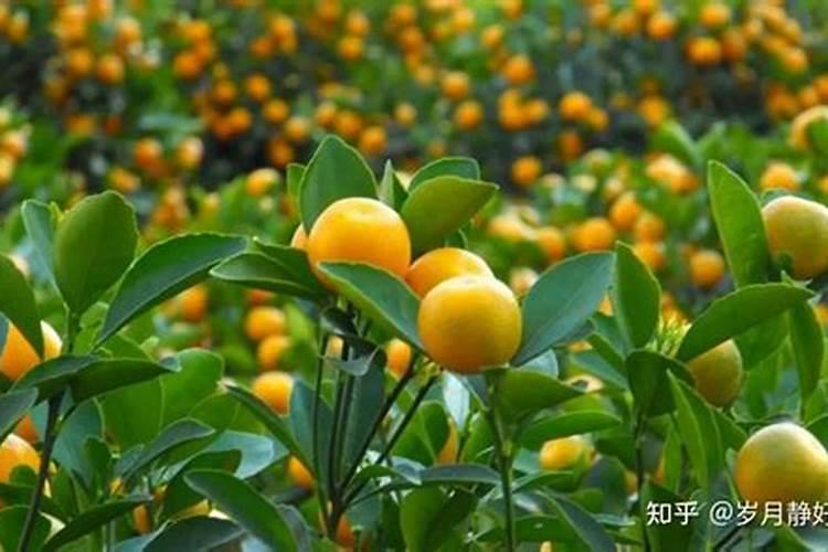 荔枝专用叶面肥什么好