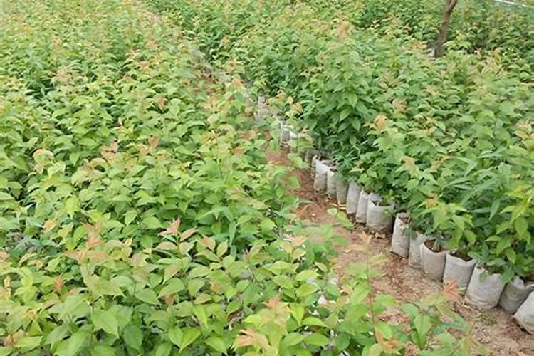 促进开花施什么肥料(果树促花用什么叶面肥好)