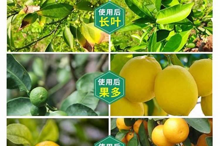马家柚需要什么肥料？