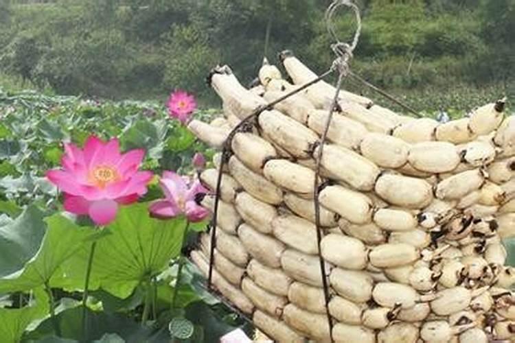 膨大期该施什么肥？今年可别走岔路了