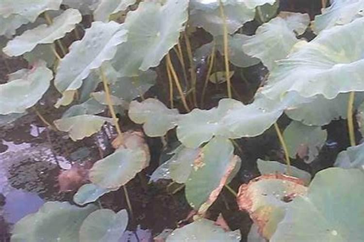 施钾肥施镁肥有比例吗