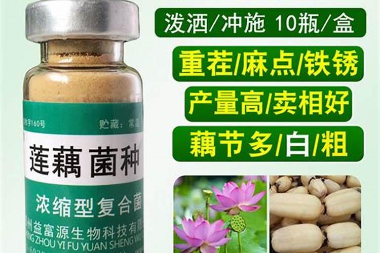 莲藕用什么肥料产量高