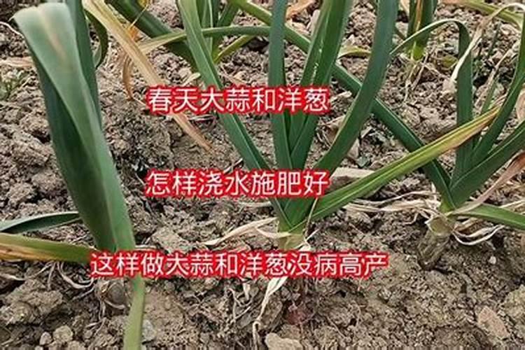 洋葱中后期怎么管理