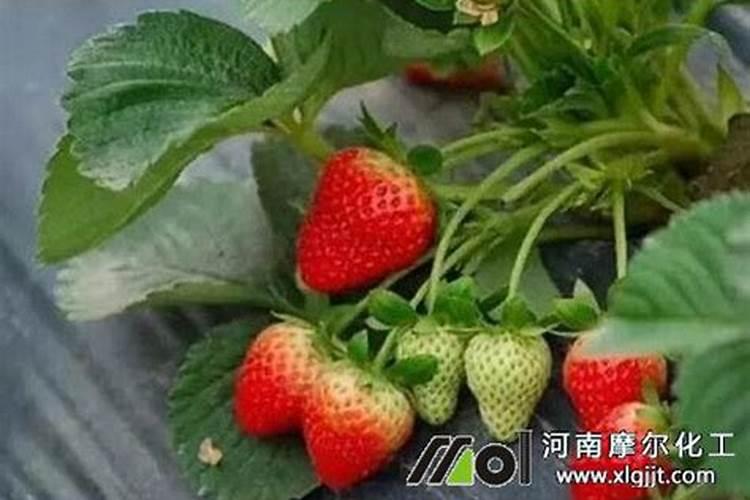 草莓高钾肥的使用方法