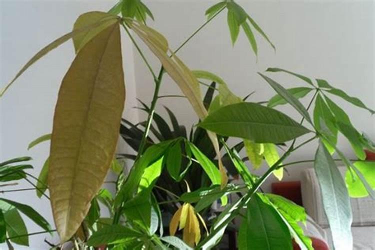 发财树烂根是哪些原因引起的？有何解决措施？