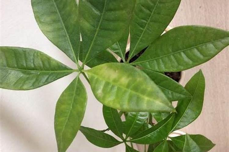芸苔素与磷酸二氢钾与尿素可一起使用吗？