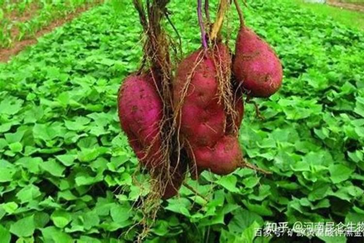 红薯苗怎样种植产量高