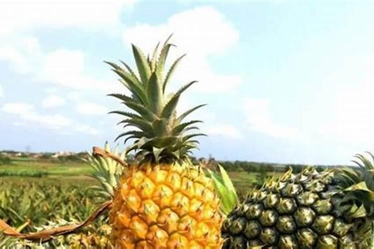 菠萝怎么种植方法