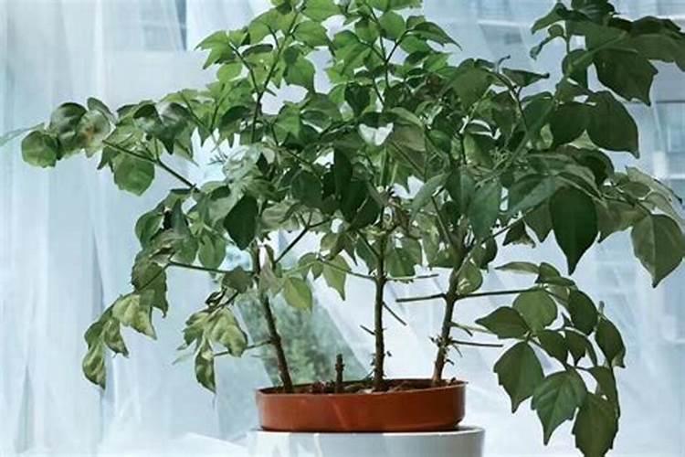 怎样种槐树？