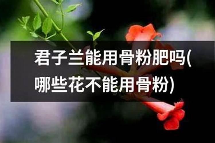 所有的花都可以用骨粉做肥料吗;怎样用骨粉给花施肥