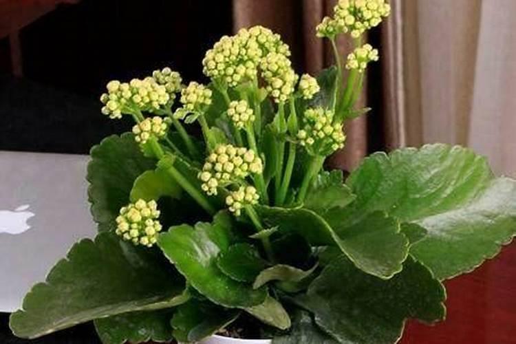 哪些花不可以施骨粉