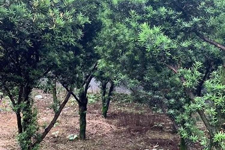 芸苔素142428哪个好