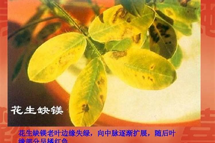 液体有机肥的制作方法
