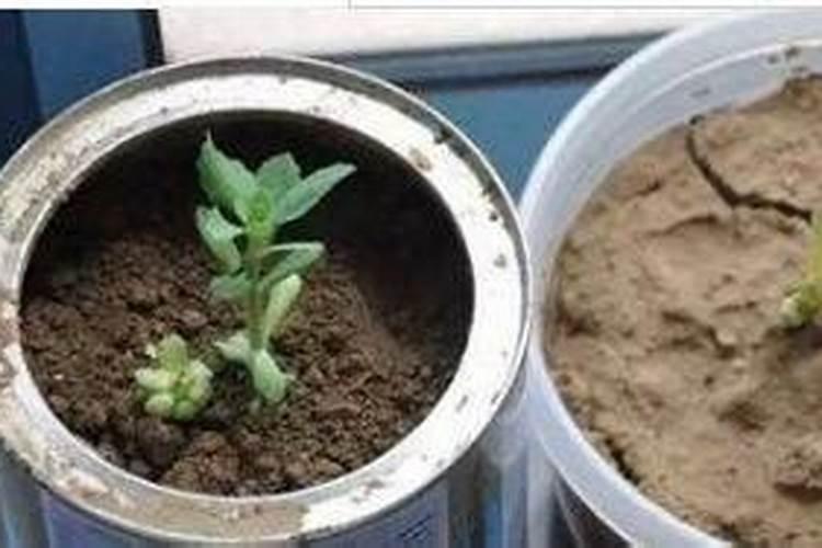 芸苔素内酯水稻使用量