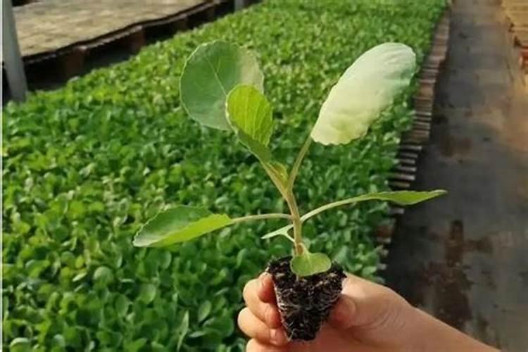 甘蓝主要的施肥方式是什么？甘蓝的变种有哪些？