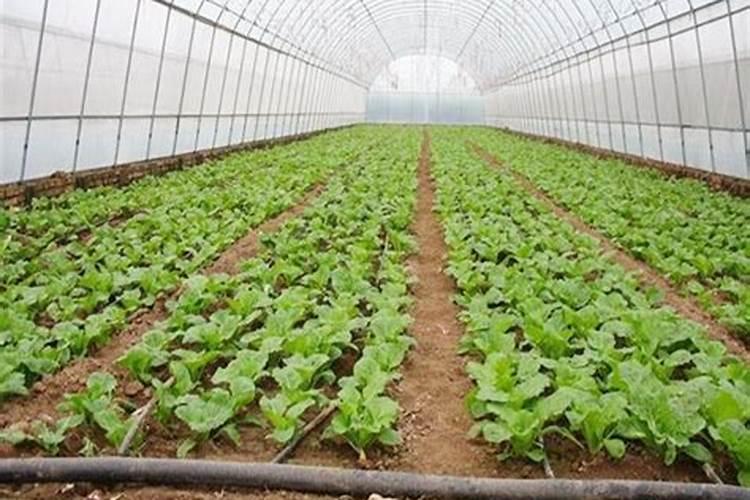 大棚芹菜中后期用什么肥料