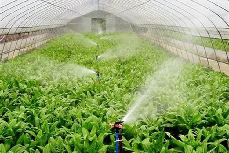 一般的大棚蔬菜用什么叶面肥、冲施肥好？!!