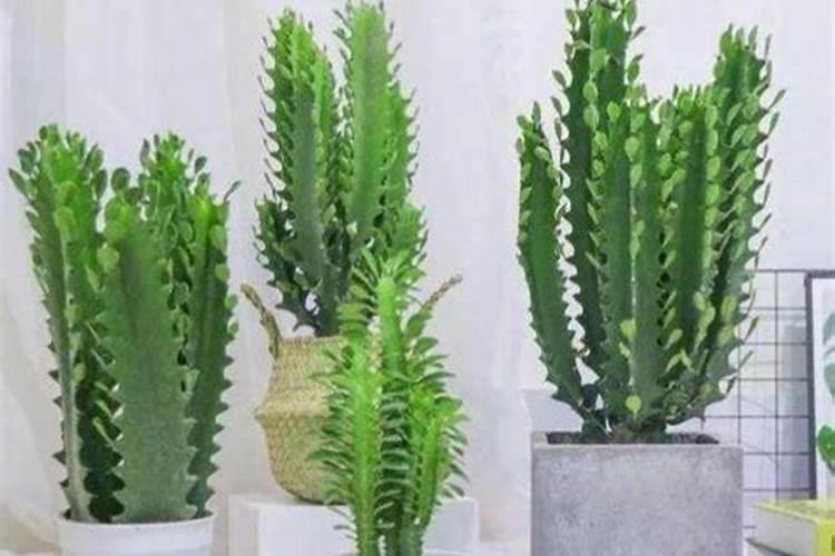 5种丑花,寓意极好,佛手托金“麒麟兽”,家里一放,吉利好养