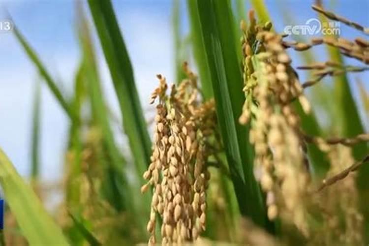 在暖棚内种植的油桃,究竟该在什么时候喂钙肥呢？