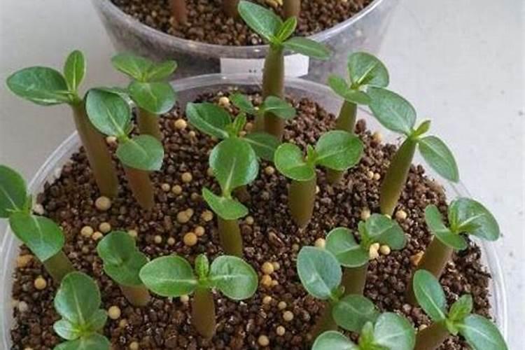 果树叶子发黄了,用什么肥料改善？