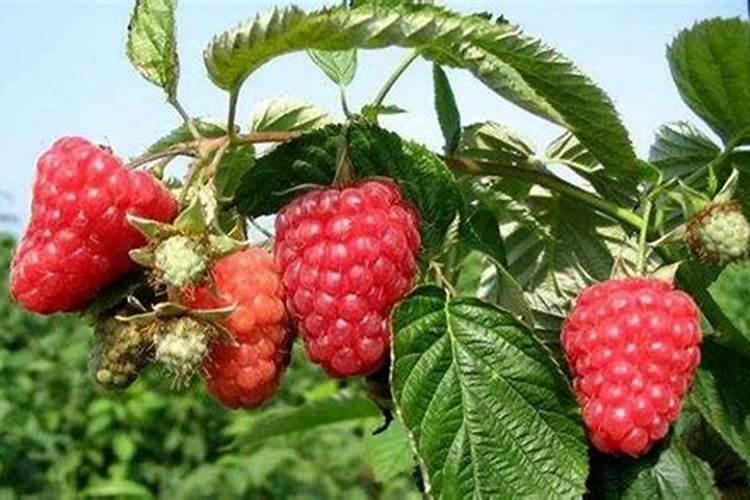 树莓种植管理介绍 树莓生长条件总结