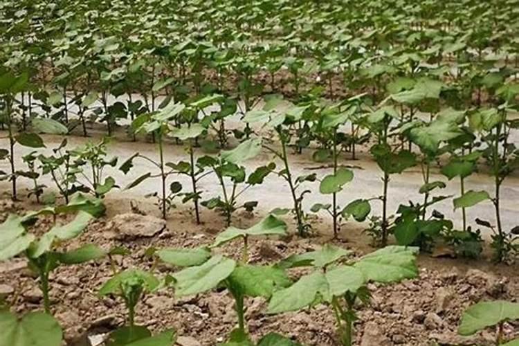 芸苔素多久喷一次,效果功能,什么时候不能使用