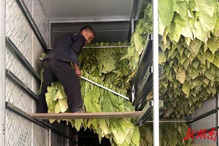水稻打完治虫农药后叶子发黄什么原因？