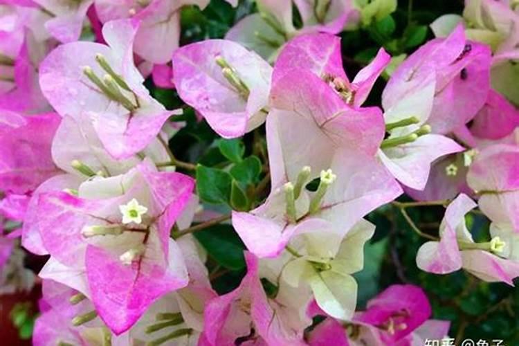 三角梅如何开花以及正确的施肥方法？