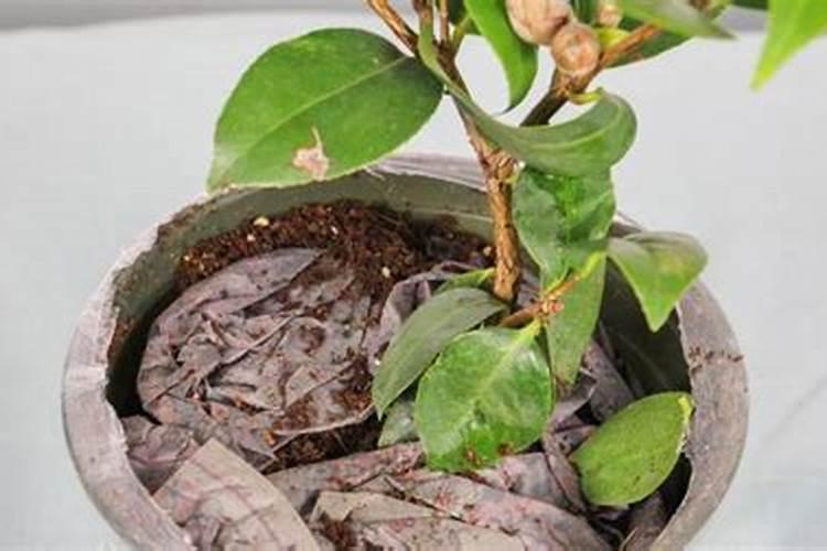 如何给茶花小苗追肥新芽长得更粗壮
