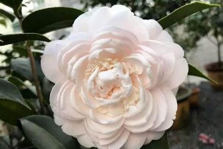 茶花浇什么肥最好