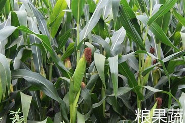 脐橙开花后怎么养 脐橙开花后如何养