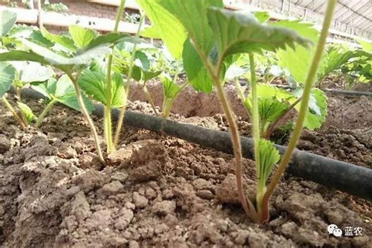 107速生杨种植注意事项 种植107速生杨需要注意什么