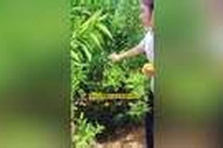玉米使用芸苔素内酯有什么技术和注意事项？