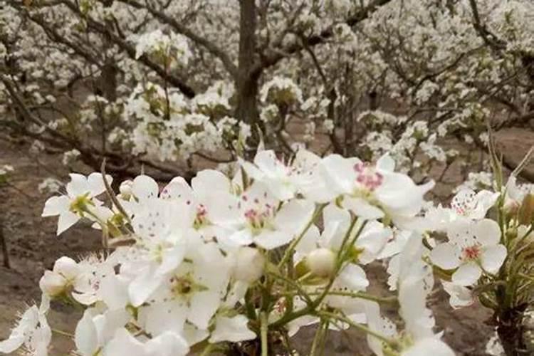 梨树花前花后喷什么农药？