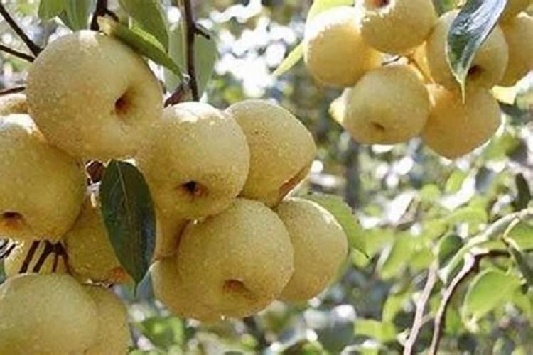 叶面肥坤源588可以喷梨树吗？有什么做用