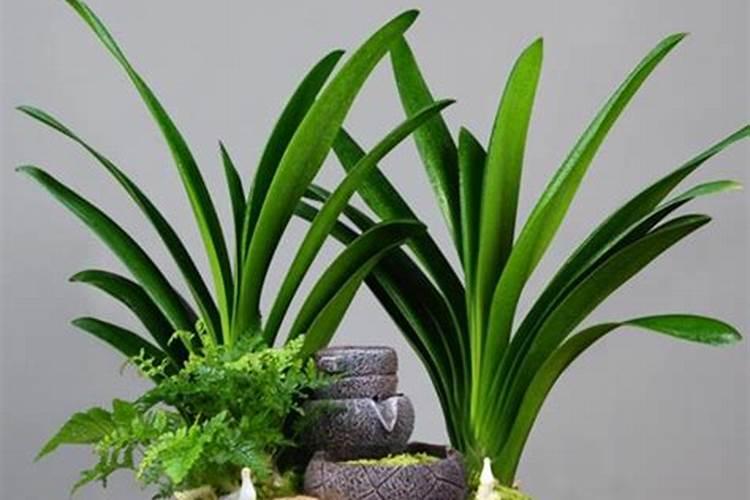 水培红掌怎样才能开花