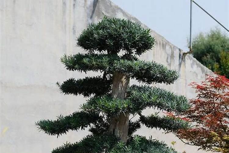 茉莉花叶病症状及防治方法