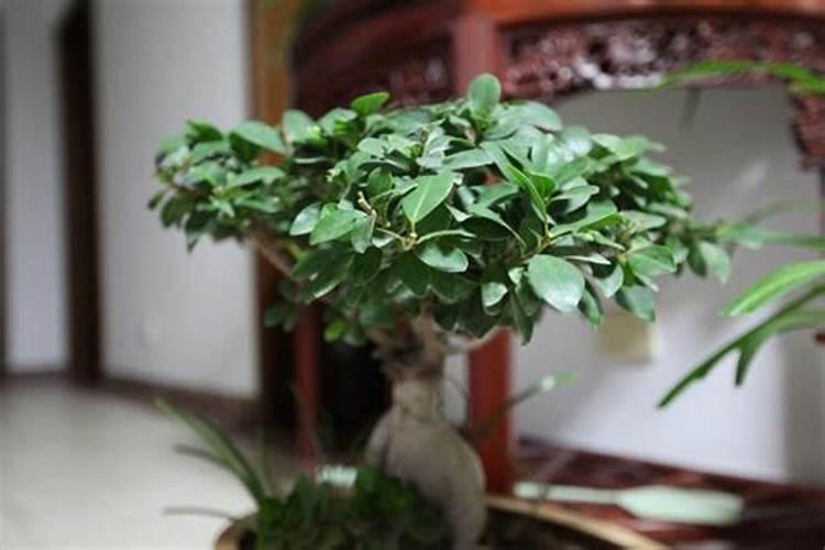 油菜用什么肥料能高产