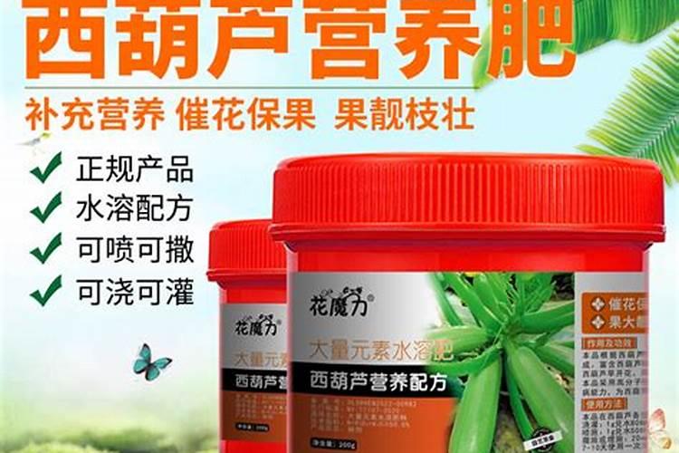 播种四棱豆,如何进行田间管理？