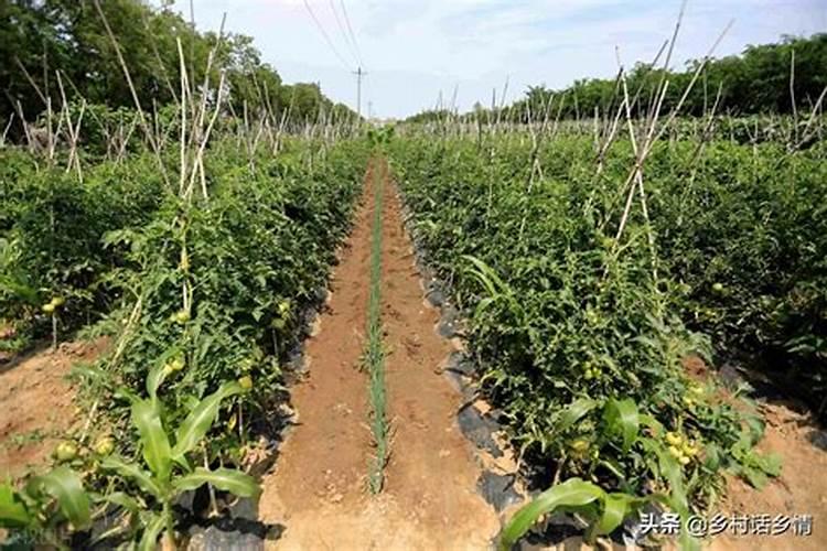 哪些蔬菜很少打农药