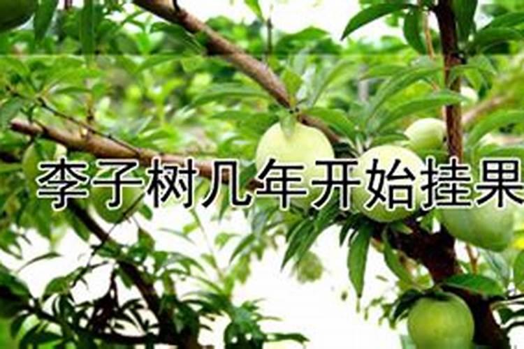 李子树施肥的正确方法