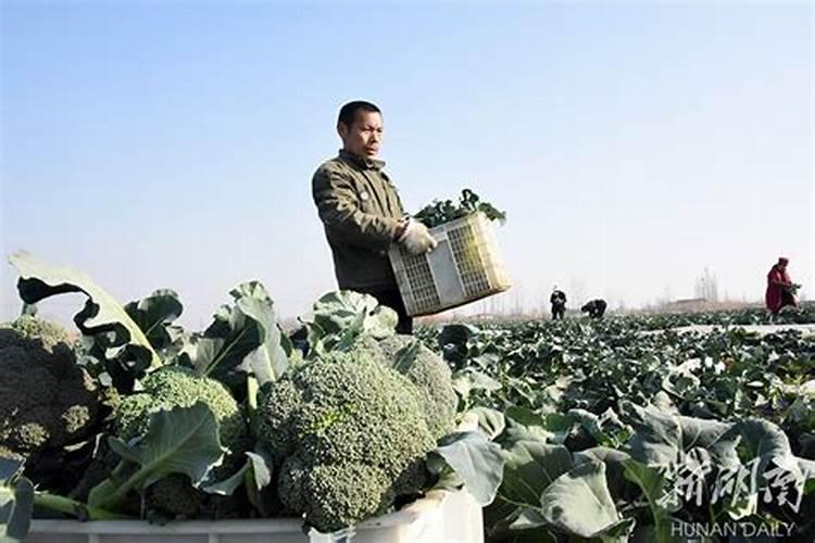 芹菜空心的原因是什么自己种芹菜怎么预防空心