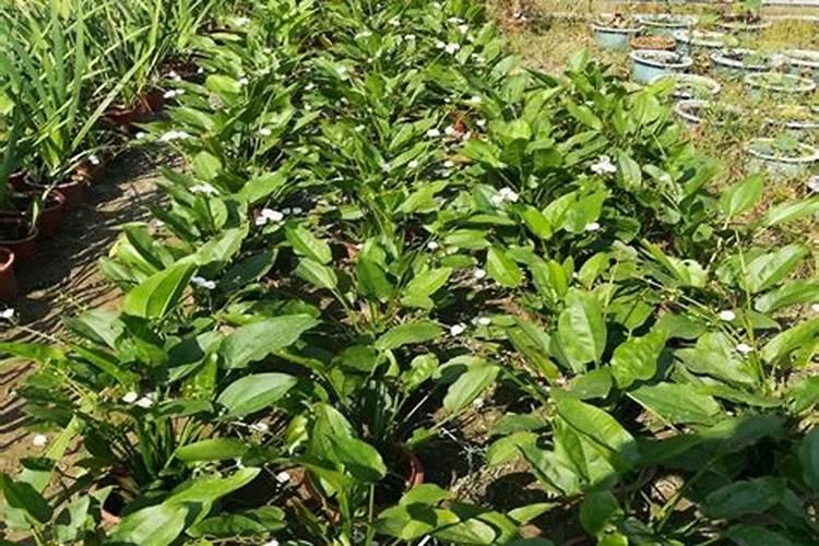 水稻喷施二甲灭草松以后5天复水可以吗？