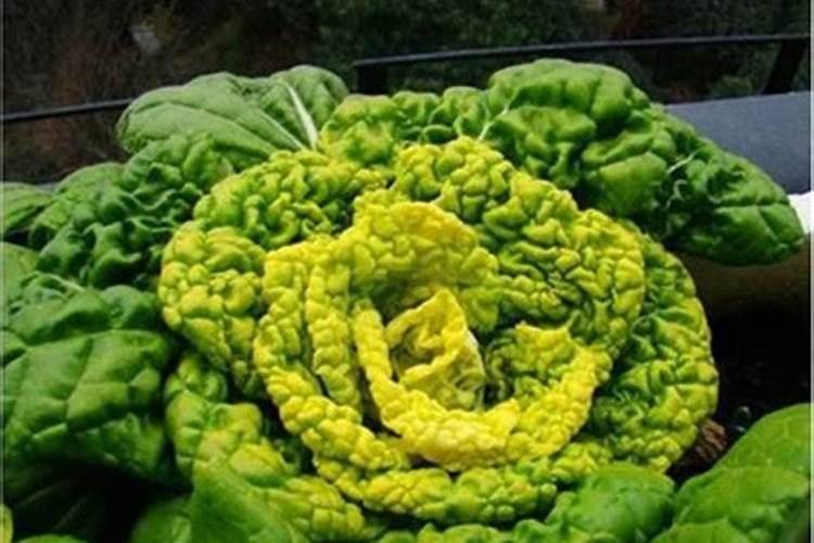 种植大白菜怎样施肥才产量高(种大白菜需要什么底肥)