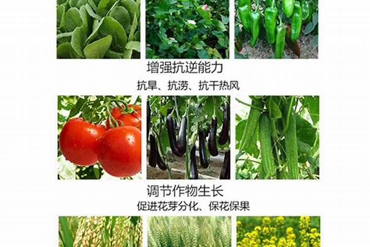 花卉用什么肥料好