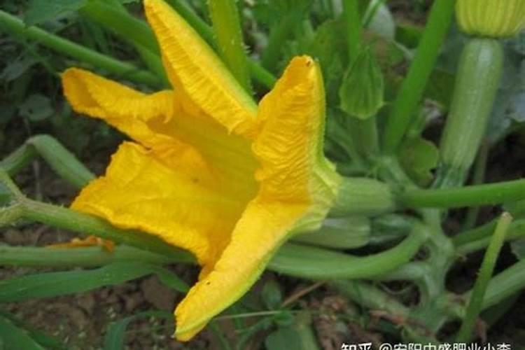 葫芦生长如何施肥