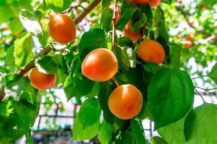 杏树各个时期的施肥管理 杏树应该怎么施肥