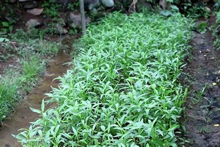 三角梅施肥施什么肥