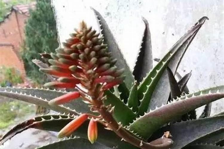 柠檬树用阿司匹林浇可以吗？